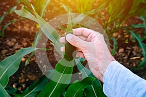 Agronomist examining corn maize crop leaf