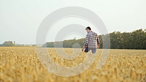 Agronomist examining cultivated cereal crop walking in wheat field. Farmer inspects and touches ripe cultivated barley