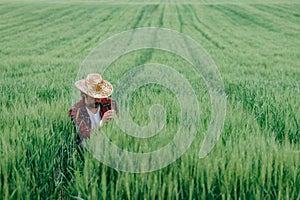 Agronomist examining green wheat crop development in field