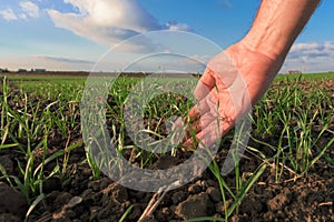 Agronomist examining green wheat sprouts