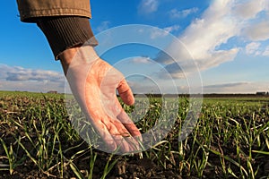 Agronomist examining green wheat sprouts