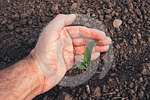 Agronomist examining maize seedling in cultivated field, closeup of hand holding crop