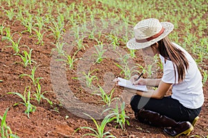 Agronomist examining plant in corn field, Female researchers are