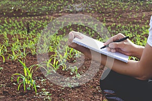 Agronomist examining plant in corn field, Female researchers are examining and taking notes in the corn seed field
