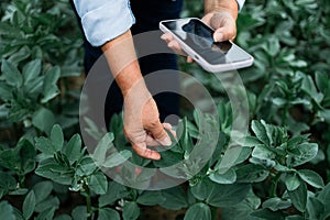 Agronomist examining soybean crops in field, farm work and agriculture. Farmer examining young green corn maize crop