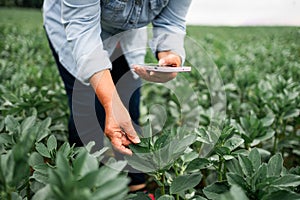Agronomist examining soybean crops in field, farm work and agriculture. Farmer examining young green corn maize crop
