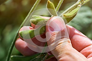 Agronomist examining soybean pod development