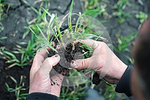 Agronomist or farmer analyze seedling into the soil, agro industry concept