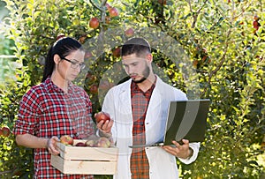 Agronomist and farmer in apple orchard