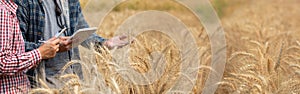 Agronomist and farmer are checking data in a wheat field with a tablet and examnination crop