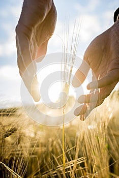 Agronomist or farmer cupping his hands around an ear of wheat in