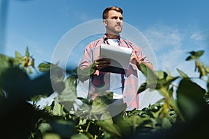 Agronomist or farmer examining crop of soybeans field