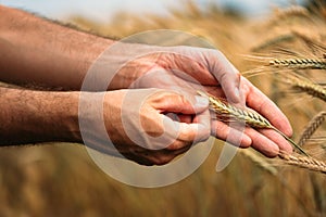 Agronomist farmer examining ripe barley crops in field