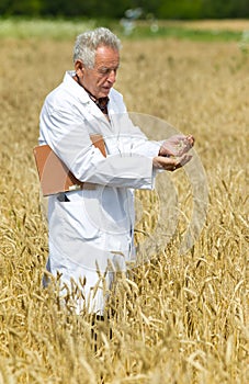 Agronomist on field