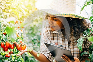 agronomist in a greenhouse serves as a quality inspector and farmer carefully