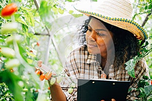 agronomist in a greenhouse serves as a quality inspector and farmer carefully