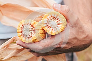 Agronomist holding corn on the cob in the field