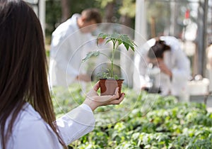 Agronomist holding seedling in flower pot in greenhouse