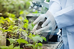 Agronomist holding soil in hands above seedlings