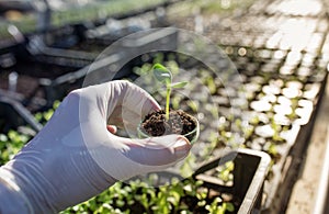 Agronomist holding sprout in petri dish in greenhouse