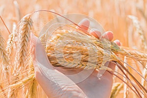 An agronomist holds in his hand ripe ears of rye in a field in orange warm light