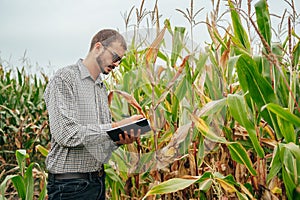 Agronomist holds tablet touch pad computer in the corn field and examining crops before harvesting. Agribusiness concept.