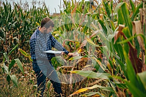 Agronomist holds tablet touch pad computer in the corn field and examining crops before harvesting. Agribusiness concept.