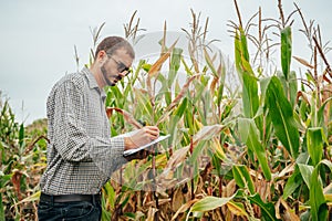 Agronomist holds tablet touch pad computer in the corn field and examining crops before harvesting. Agribusiness concept