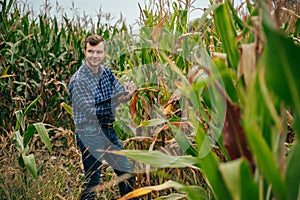 Agronomist holds tablet touch pad computer in the corn field and examining crops before harvesting. Agribusiness concept