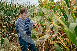 Agronomist holds tablet touch pad computer in the corn field and examining crops before harvesting. Agribusiness concept