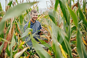 Agronomist holds tablet touch pad computer in the corn field and examining crops before harvesting. Agribusiness concept