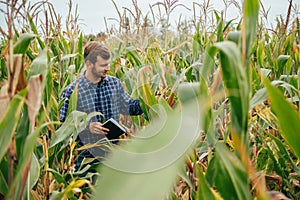 Agronomist holds tablet touch pad computer in the corn field and examining crops before harvesting. Agribusiness concept