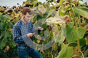 Agronomist holds tablet touch pad computer in the sunflower field and examining crops before harvesting. Agribusiness concept.