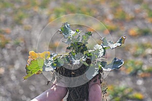 An agronomist holds a young plant of winter rape