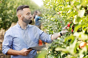 Agronomist inspecting orchard and using tablet, eco organic harvest and modern device