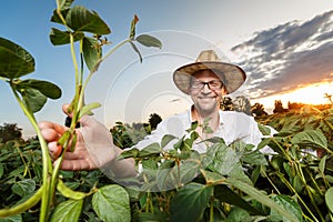 Agronomist  inspecting soya bean crops