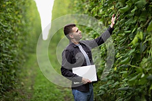 An agronomist inspects green bean pods in a field