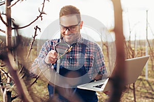 Agronomist with laptop standing in pear orchard and checking tree