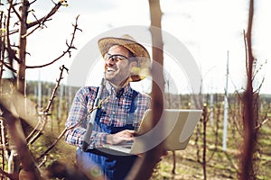 Agronomist with laptop standing in pear orchard and checking tree