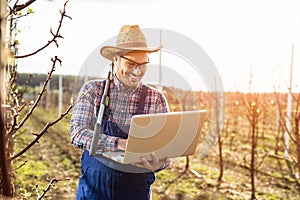 Agronomist with laptop standing in pear orchard and checking tree