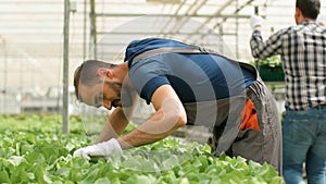 Agronomist man analzying cultivated fresh salads working in greenhouse