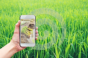 Agronomist man using Smartphone in Agriculture farm Internet of