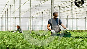 Agronomist man worker working at vegetables production