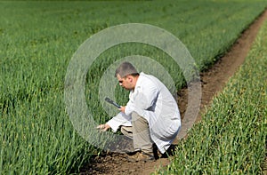 Agronomist in onion field