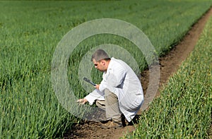 Agronomist in onion field photo