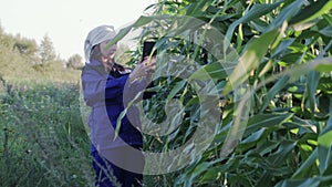 Agronomist passes in the field and analyzes the green ears of corn with a tablet in his hands