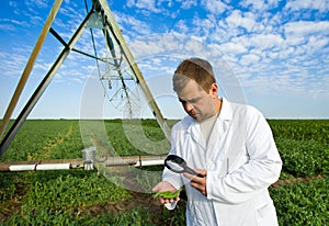 Agronomist in peas field