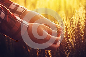 Agronomist researcher analyzes wheat ear development