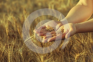 Agronomist stands on a large field at sunset, holding hands to ears of wheat grain.