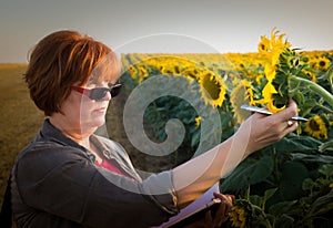 Agronomist in sunflower field